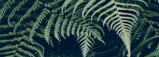 植物 PLANT