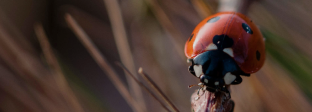 昆虫 INSECT