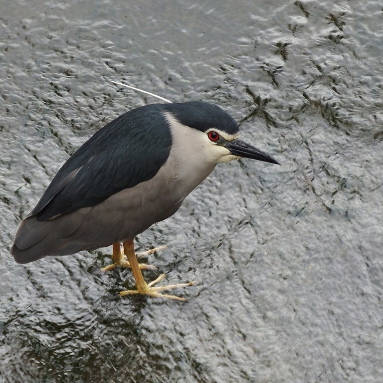 やった！レポ | WILD MIND GO! GO!