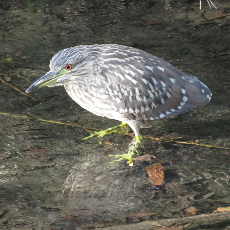 ゴイサギ(幼鳥)の剥製 ◇ゴイサギの幼鳥（ホシゴイ） 写真・グラフィック マークOhara